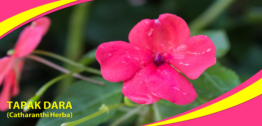 Khasiat Tapak Dara Obati Kanker